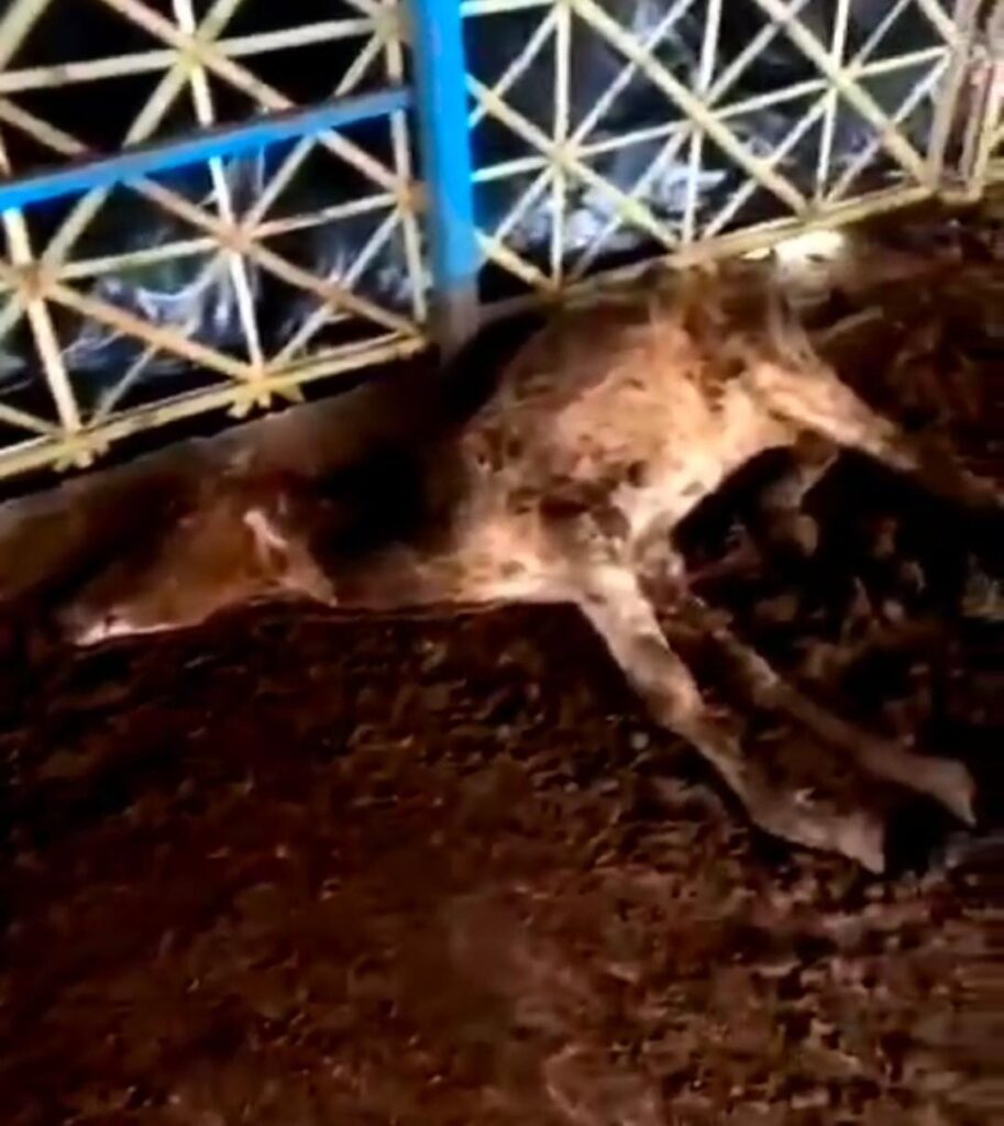 4..कीचड़ में लिपटा गोवंश,